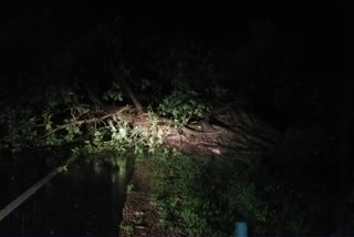 tree fall on 563 national highway in mahabubabad district