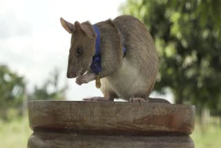 Rat awarded gold medal for his gallantry work in detecting landmines in Cambodia