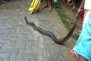 a giant python has been rescued at Hojai