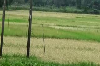 insect attack paddy fields at karimganj