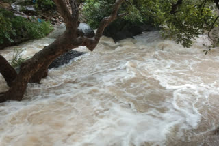 Heavy rain across Tadipatri constituency.