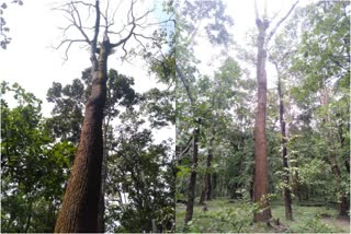 shorea talura trees