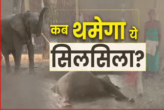 special-talk-with-animal-lover-nitin-singhvi-on-human-and-elephant-death