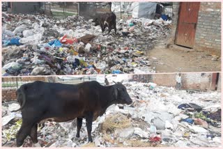 litter-is-found-in-sahajada-bagh-in-inderlok-region-local-people-upset