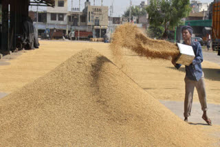 msp procurement of kharif paddy begins immediately in haryana