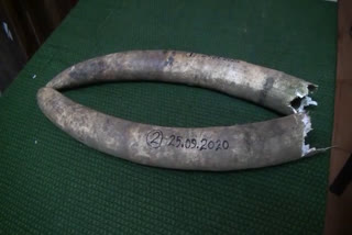 Two elephant tusks found in a cashew orchard  കശുമാവിൻ തോട്ടത്തിൽ കണ്ടെത്തിയത് രണ്ട് ആന കൊമ്പുകൾ  ആന കൊമ്പുകൾ  കശുമാവിൻ തോട്ടത്തിൽ ആന കൊമ്പുകൾ  elephant tusks found