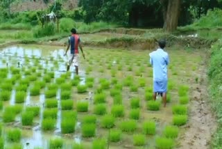 Reviving Rare Extinct Rice Varieties