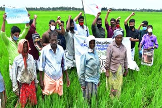 SFI joins farmers in protest alappuzha  sfi alappuzha  alappuzha sfi protest  പാടത്തിറങ്ങി പ്രതിഷേധിച്ച് എസ്.എഫ്.ഐ  കർഷകർക്കൊപ്പം പാടത്തിറങ്ങി പ്രതിഷേധിച്ച് എസ്.എഫ്.ഐ  കർഷകർക്കൊപ്പം എസ്.എഫ്.ഐ