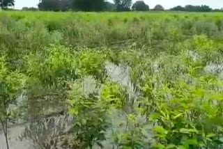 huge loss of agricultural produce due to continuous heavy rain in pathardi taluka at ahmednagar