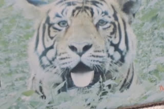 Kota news, tigress MT-4, Biological Park