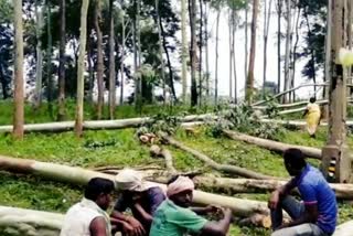 Felling of trees in the name of smart city in Ranchi, Felling of trees in Ranchi, News of Ranchi Forest Department, रांची में स्मार्ट सिटी के नाम पर पेड़ों की कटाई, रांची में पेड़ों की कटाई, रांची वन विभाग की खबरें