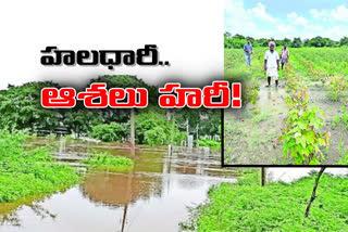 crop-loss-due-to-rains-in-telangana