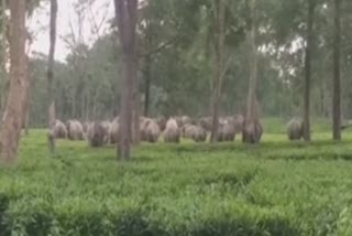 The fear of wild elephants in Rangapara