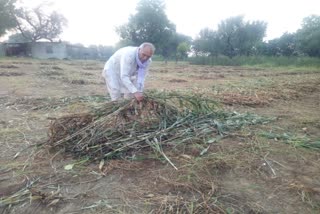 rain in Renwal, राजस्थान न्यूज