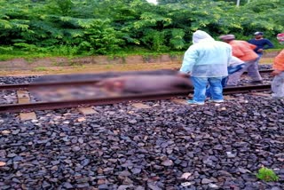 Two wild elephants have died tragically in the Hojai railway ravine