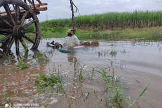Vijayapura farmer face of heavy rainfall and crop damage