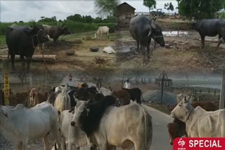 balrampur animal vaccination special story