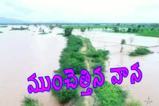 crops damaged with heavy water flow of sagileru in kadapa district