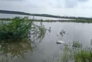 Krishna river floods effects bank areas