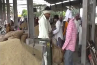 paddy purchase started in Karnal mandi