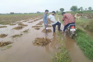 soyabean crops may be damaged due to rain