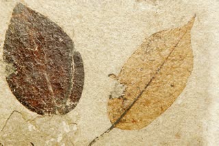 150-200 Million Years Old Fossilised Leaves