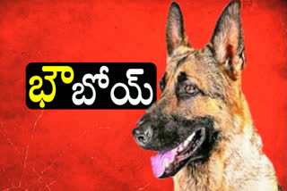 Six injured by dog attack in Vijayanagar district