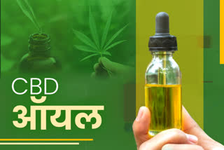 what is cbd oil how much cbd oil is used in chhattisgarh