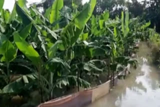 krishna river floods