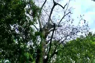 Majuli Bhogpur Satra's Bakul Tree