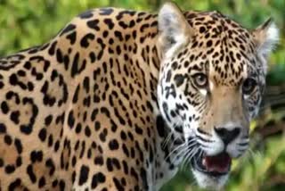 Kashipur Leopard News