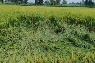 Crop are being destroyed due to changing weather