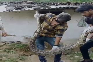 12 feet tall Python