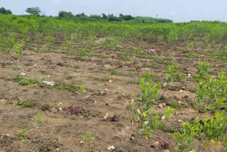 crops damage Due to heavy rains in raichur