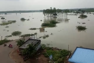 crops damaged with pulichinthala project backwater in amaravathi guntur district