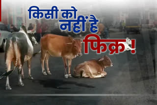 Stray cows among claims