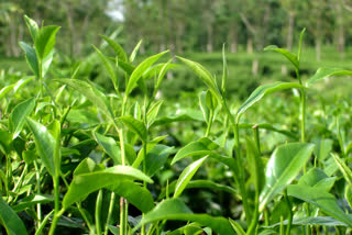 Tea garden workers to get 20 percent puja bonus