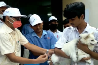 विश्व रेबीज दिवस पर पालतू पशुओं का निःशुल्क टीकाकरण