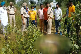 Body of a woman found on Dugana Road in Hoshiarpur, police arrested the accused