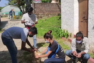Dharamshala animal Rescue Team Campaigns for Vaccination of Dogs