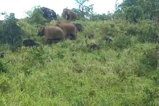 Elephant Nadapuram Kozhikode  വളയം കണ്ടിവാതുക്കല്‍  കോഴിക്കോട് കാട്ടാന ശല്യം  കാട്ടാന കൃഷി നശിപ്പിച്ചു  wild elephant attack kozhikode