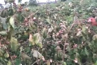 Cotton crop damage