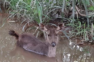 deer trapped in kodimbala village