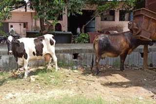 Slug Dairy operators leave animals open on roads of yamunanagar