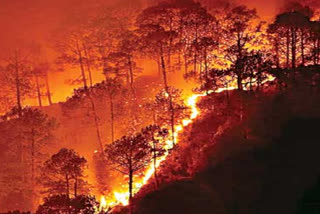 Editorial on climate change, wildfire, flood situation all over the world