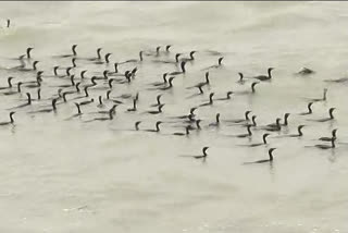 birds-enjoying-at-prakasham-barriage