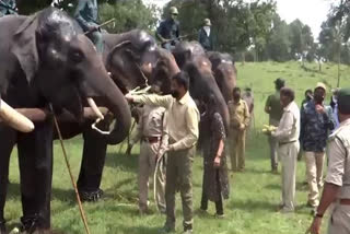 elephant rejuvenation camp at Pench Tiger Reserve