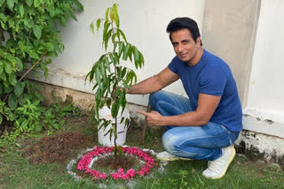 Sonu Sood plants sapling