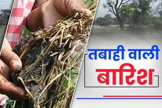 thousands-of-acres-of-paddy-crop-spoiled-after-flood-in-raigarh