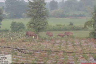 Elephant attack on crop fields